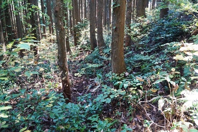 湯ノ沢館・二の陣地、東頂部 脇の壕道