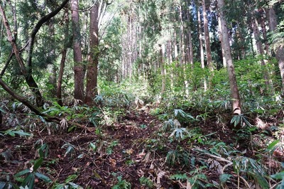 正面口　笹の広がる沢すじの右手山側を登る