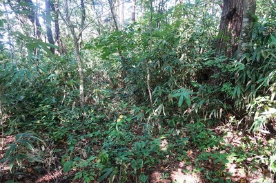 山頂周壕　山頂への壕道と周壕合流点の裏側付近