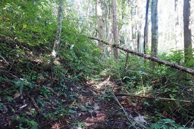 山頂周壕　合流点から南へ回る