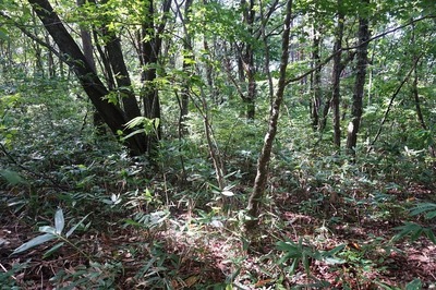 山頂周壕　山頂の曲輪の様子
