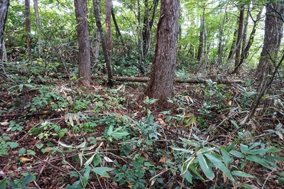北壕道　北曲輪頂部の平場の様子