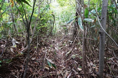 北壕道　北曲輪から終端「高見台」に向かう壕道