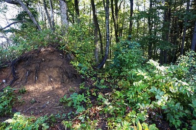 南西壕道➀　壕道と山頂手前の伐採地合流地点