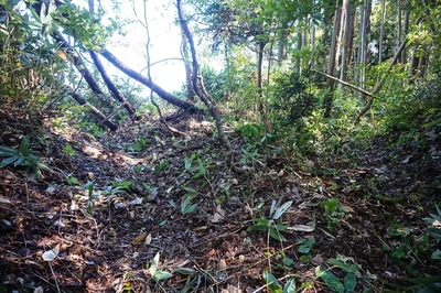 山頂周壕　山頂への壕道と山頂周壕の合流地点