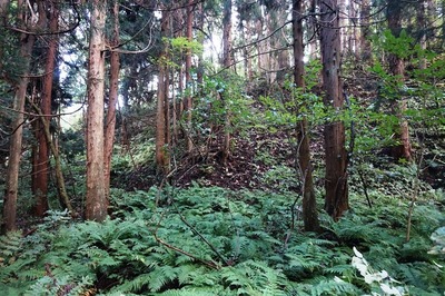 沢すじ　西壕道の終端箇所