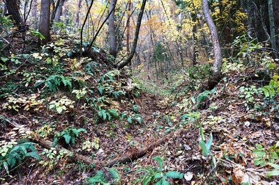 沢すじ　西壕道の対岸にある切り通し