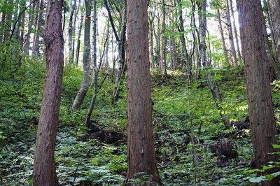 二の谷　一の陣地、下斜面