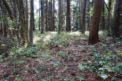一の陣地 頂部平坦地