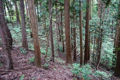 東曲輪の南斜面