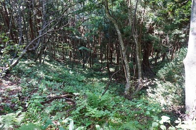 二の陣地から下の段状壕道をみる