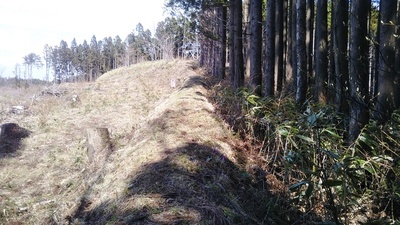 長土塁　伐採地入り口