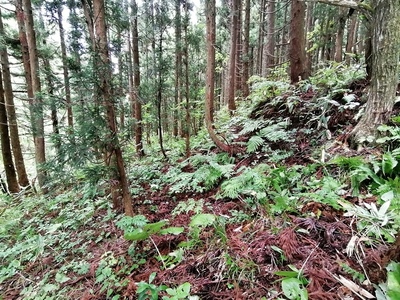 林Ⅰ段築第4段平場前