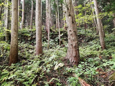 林他段築 沢５ 沢脇の段築