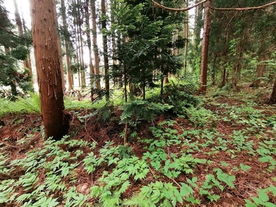 方形居館跡　山側北角