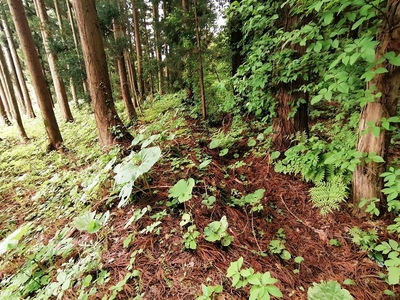 方形居館跡　山側の土塁と堀