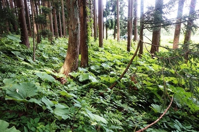 方形居館跡　敷地内部の様子