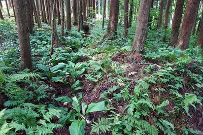 方形居館跡　正面山側南角　土塁と堀