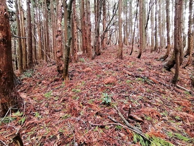 平場状遺構　東尾根正面