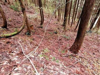 平場状遺構　東尾根側面