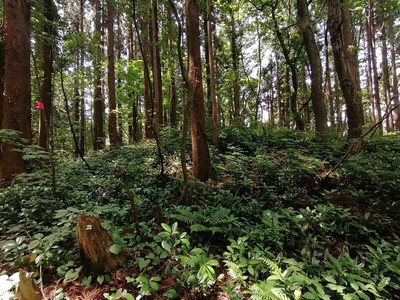 三列壕道丘