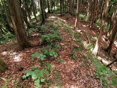 西方尾根筋壕道群-土橋尾根