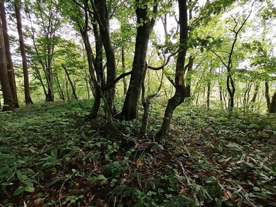 東曲輪