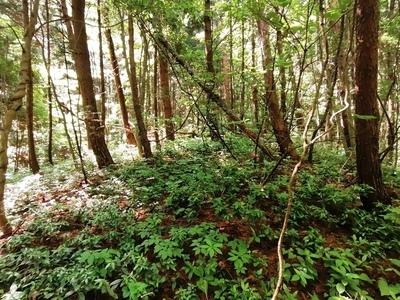 北東尾根斜面をかけあがっての平坦地