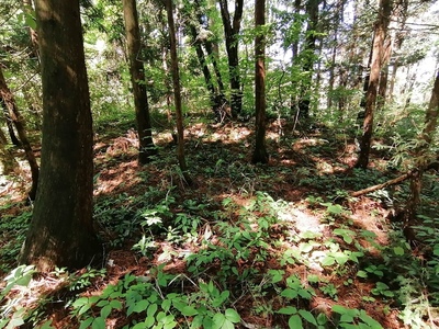 陣地、平坦地の状況