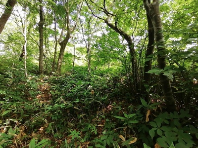 ニの陣地への入口　大阪山山頂の尾根筋の下
