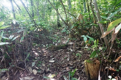ニの陣地手前の壕道