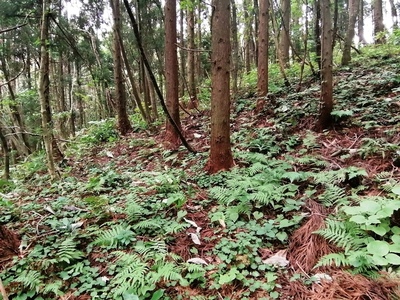 一の陣地下、段状遺構２