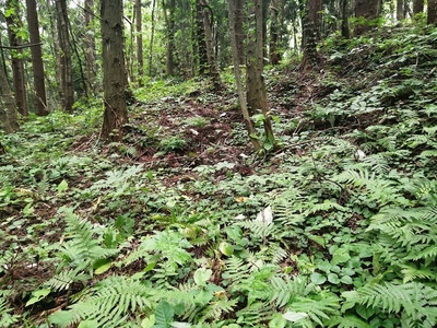 一の陣地下、段状遺構４