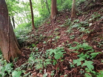 二の陣地下、段状遺構３