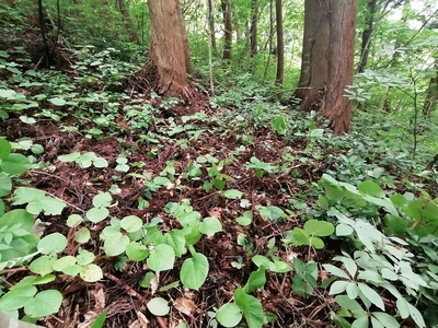 二の陣地下、段状遺構５