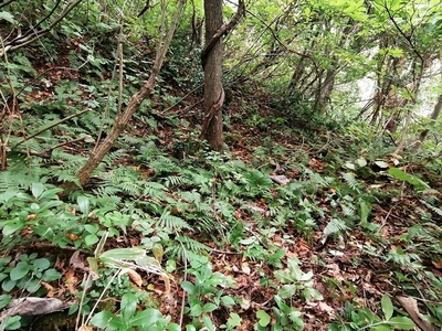 東曲輪北斜面、段状遺構