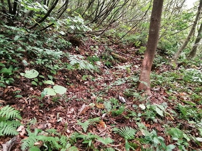 東曲輪北斜面、段状遺構
