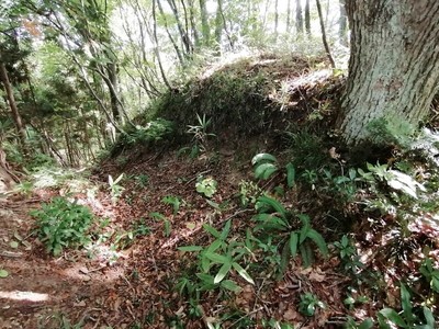 南麓へ延びる尾根の入り口