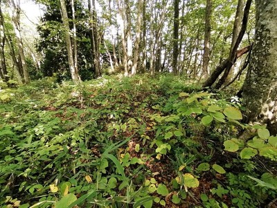 南麓尾根・尾根筋の浅い堀道