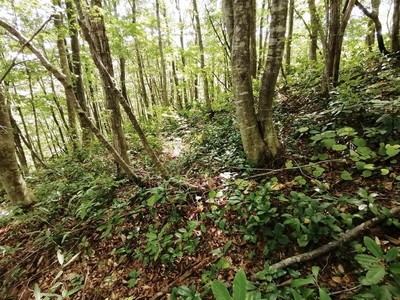 南麓尾根・段状遺構　丘状の平場