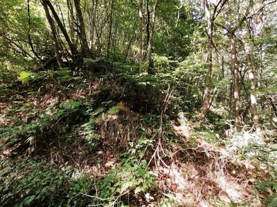 南麓尾根・麓から上がる尾根筋
