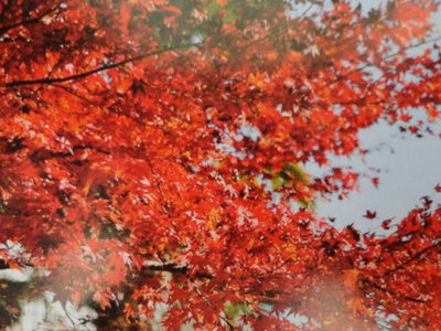 紅葉
