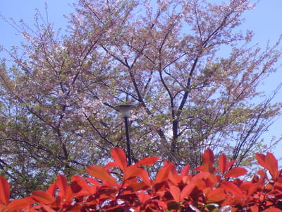 桜の散りかけｗ