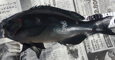 2月　　南伊豆　中木　カツオ島 j.boy