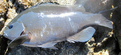 南伊豆　須崎　磯場　赤根 　jigusou