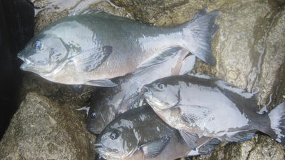 南伊豆　中木　磯場　塔島・イガミ　　jigusou