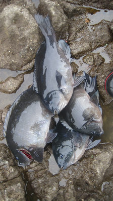 南伊豆　中木　磯場　塔島・イガミ　jigusou
