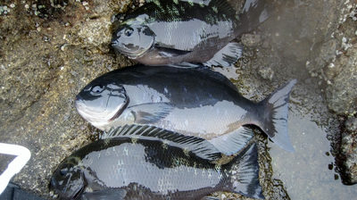 西伊豆　小下田　磯場　中の島　　jigusou