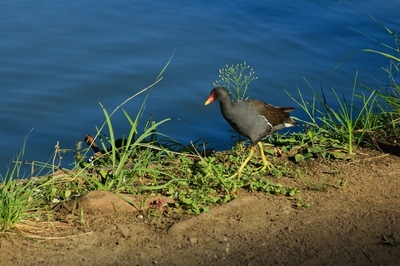 別所沼公園