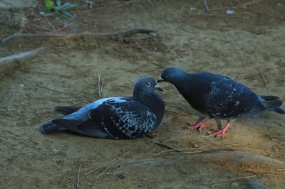 別所沼公園